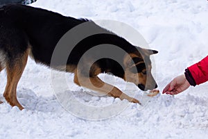 Feeding young dog a treat on the snow