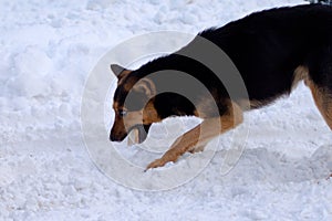 Feeding young dog a treat on the snow