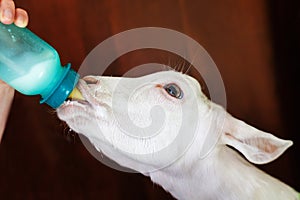 Feeding a young goat with bottle milk