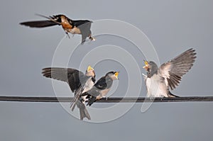 Feeding young swallow