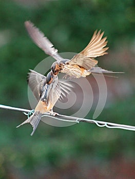 Feeding young swallow