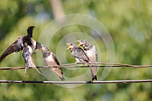 Feeding young swallow