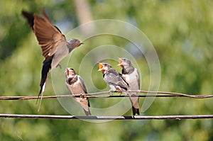 Feeding young swallow