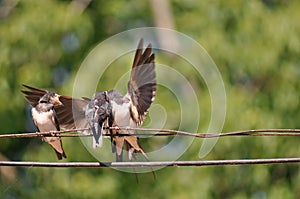 Feeding young swallow