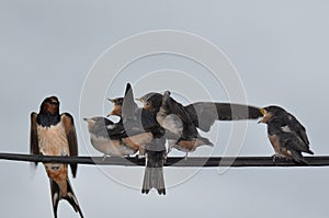 Feeding young swallow