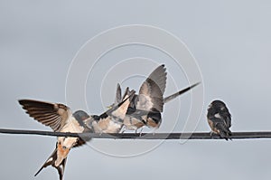 Feeding young swallow