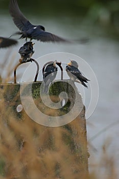 Feeding young swallow