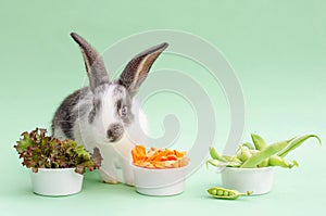 Feeding your pet. small baby rabbit, bunny eating fresh juicy cabbage, lettuce, carrots, green beans, peas