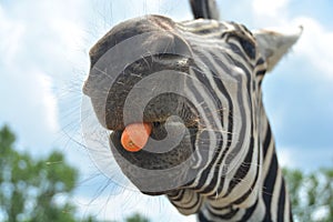 Feeding zebra by carrot in a car safari park in Hungary