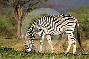 Feeding zebra male