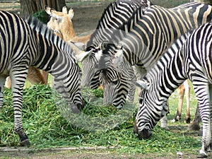 Feeding of zebras