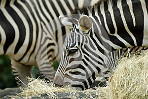 Feeding Zebras