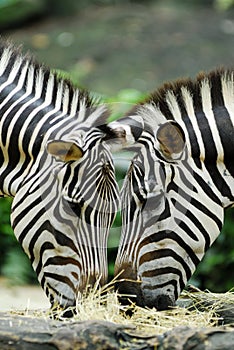 Feeding Zebras