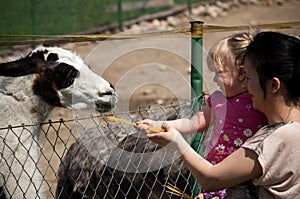 Feeding zoo llama