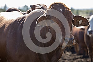 Feedlot cattle 26