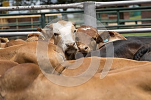 Feedlot Cattle 26