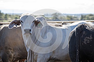 Feedlot Cattle 30