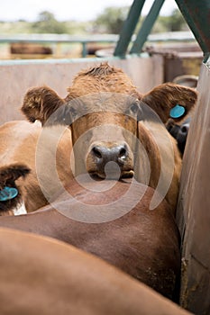 Feedlot cattle in a chute 1