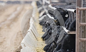 Feedlot Cattle in the Snow, Muck & Mud