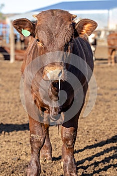 Feedlot cow with Bovine Respiratory Disease photo