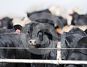 Feedlot Cows in the Muck and Mud