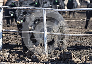 Feedlot Cows in the Muck and Mud