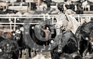 Feedlot Cows in the Muck and Mud photo