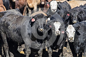 Feedlot Cows in the Muck and Mud photo