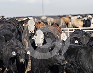 Engordante vacas en a lodo 