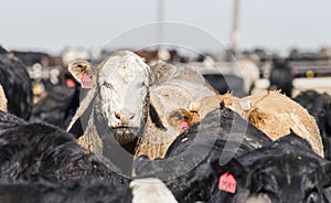 Feedlot Cows in the Muck and Mud photo