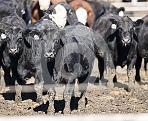 Feedlot Cows in the Muck and Mud photo