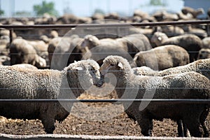 Feedlot Lambs