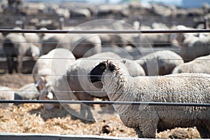 Feedlot Lambs