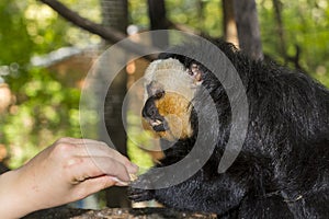 Feeeding a male of white-faced saki in a zoo enclosure