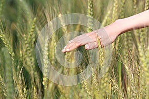 Feel wheat tassel photo