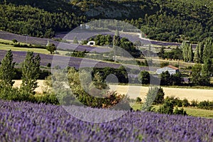 Feelds of blooming lavander near Sault, Vaucluse, Provence