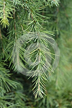 Feelin Blue Deodar Cedar