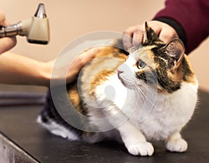 Feeling jittery. Closeup shot of a cat getting examined by a vet.