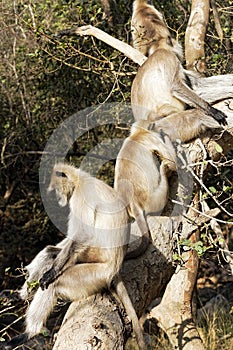 A Hanuman Langur monkey sits on a tree trunk looking forlorn whilst others ar grooming photo