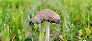 Feeling a little mushroom