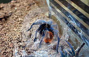 Feeling Renewed Brachypelma Albiceps Tarantula