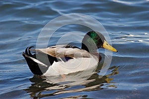 Feemale mallard duck