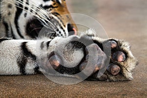 the feet of the Asian tiger.
