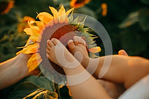Feet of the baby are on the sunflower inflorescence