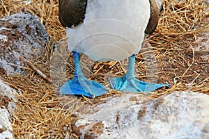 Feet of a blue-footed booby