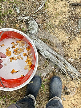 Feet in boots, a basket of mushrooms, autumn forest, top view