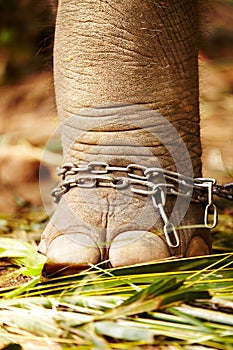 Feet in chains, closeup and elephant cruelty in jungle for capture, ivory or black market trade. Animal exploitation