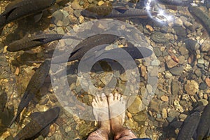 Feet and fish in waterfall with sun light