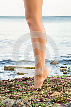 Feet of a girl standing at her fingertips, on toes, on the seashore, covered with stones and algae, against the background of a