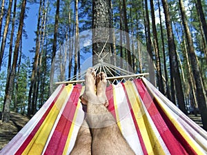 Feet in the hammock on a background of pine forest